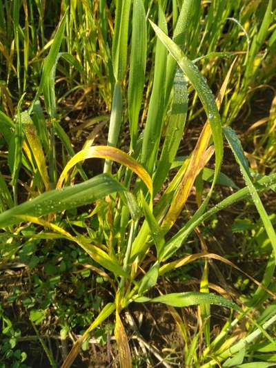 Septoria Tritici Blotch - Wheat