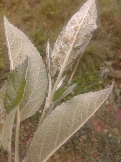 Aphids - Apple