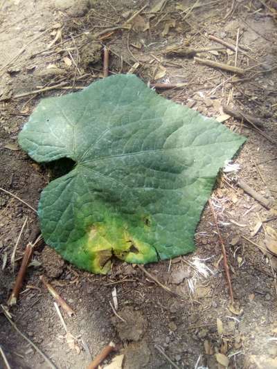 Downy Mildew of Cucurbits - Cucumber