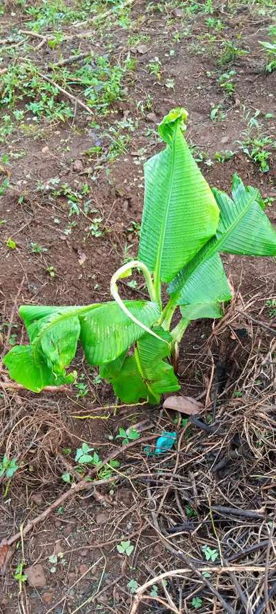 Boron Deficiency - Banana