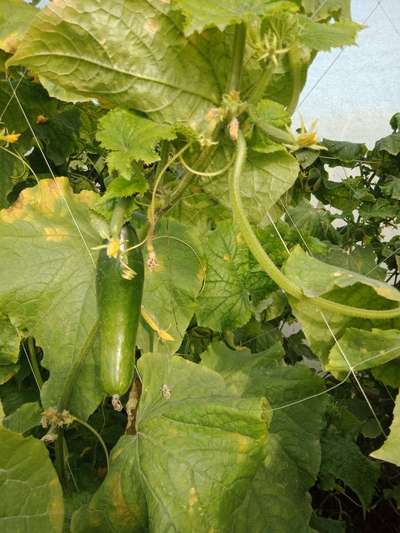 Downy Mildew - Cucumber