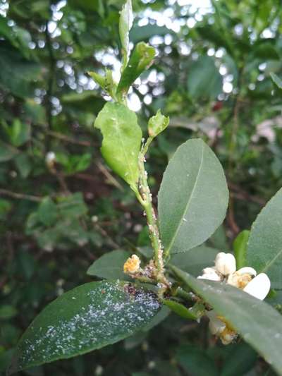 Green Citrus Aphid - Citrus