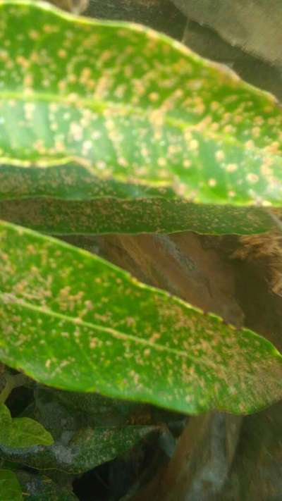 Algal Leaf Spot - Mango