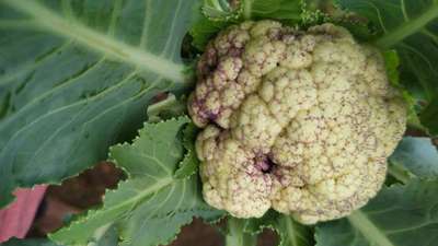 Boron Deficiency - Cauliflower