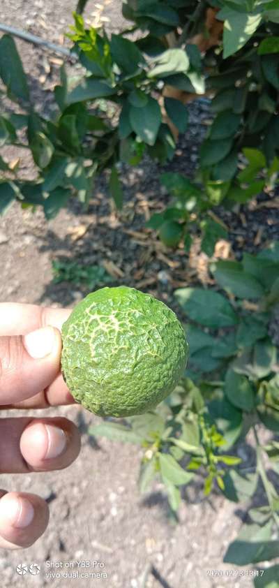 Wind Damage on Citrus - Citrus