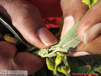 Spotted Pod Borer - Pigeon Pea & Red Gram