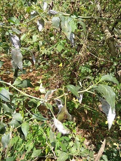 Mealybug - Capsicum & Chilli