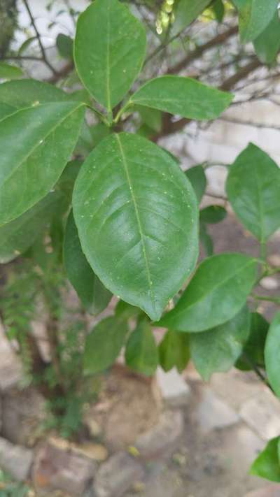 Citrus Leaf Miner - Citrus