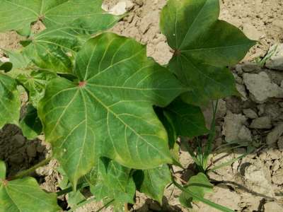 Cotton Leafhopper Jassids - Cotton