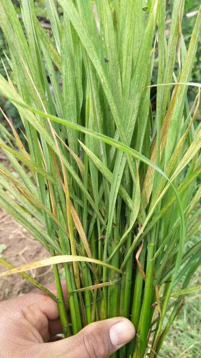 Rice Leaf Mite - Rice