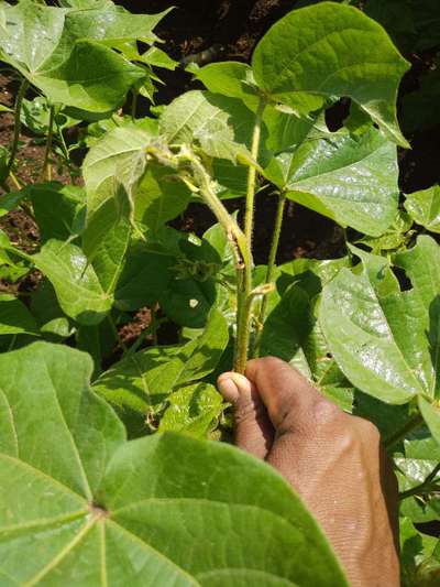 Brinjal Shoot and Fruit Borer - Cotton