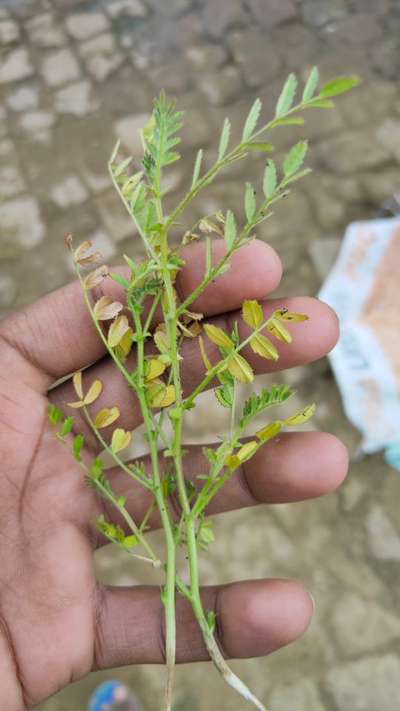 Fusarium Wilt - Chickpea & Gram