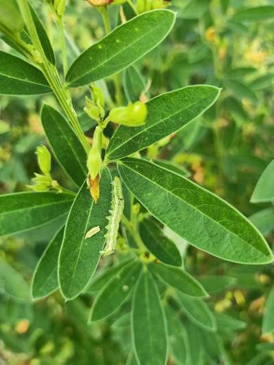 Pea Pod Borer - Pigeon Pea & Red Gram