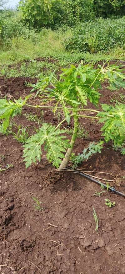 Ring Spot Virus - Papaya