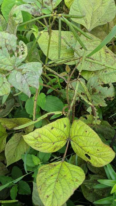 Cercospora Leaf Spot of Legumes - Black & Green Gram