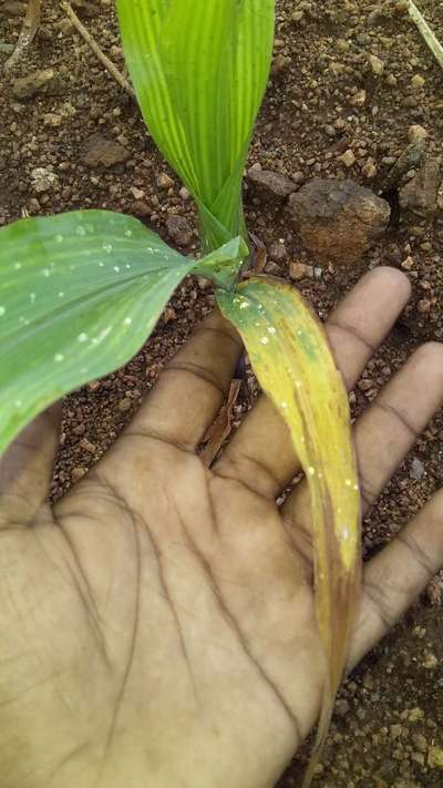 Iron Deficiency - Maize