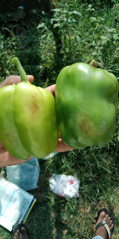 ಥ್ರಿಪ್ಸ್ ನುಸಿ - ದಪ್ಪ ಮೆಣಸಿನಕಾಯಿ & ಮೆಣಸಿನಕಾಯಿ