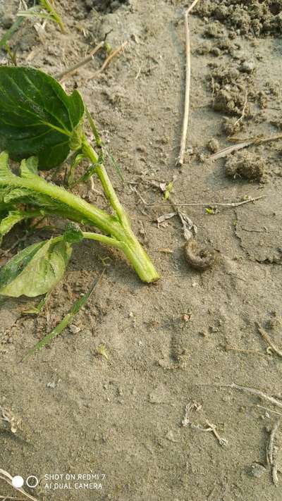 Black Cutworm - Potato