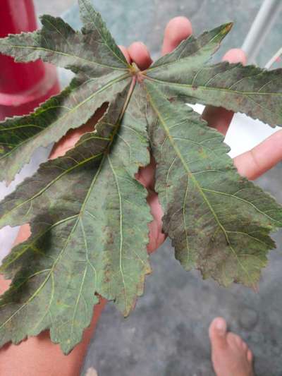 Cercospora Leaf Spot of Okra - Okra