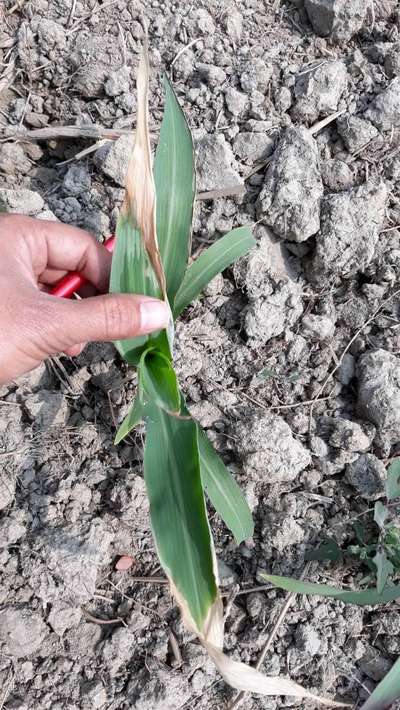 Potassium Deficiency - Maize