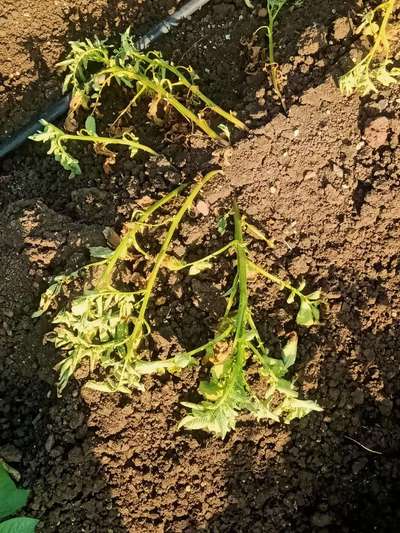 Fusarium Wilt - Chickpea & Gram