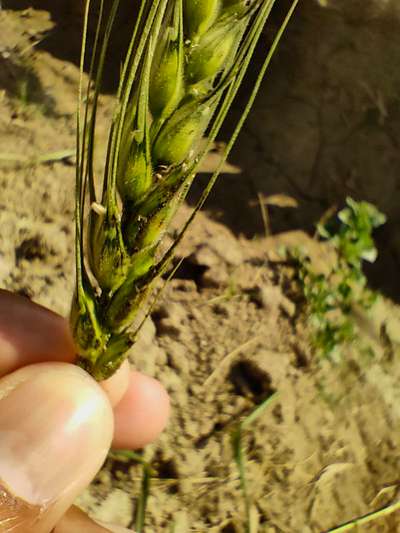 Aphids - Wheat