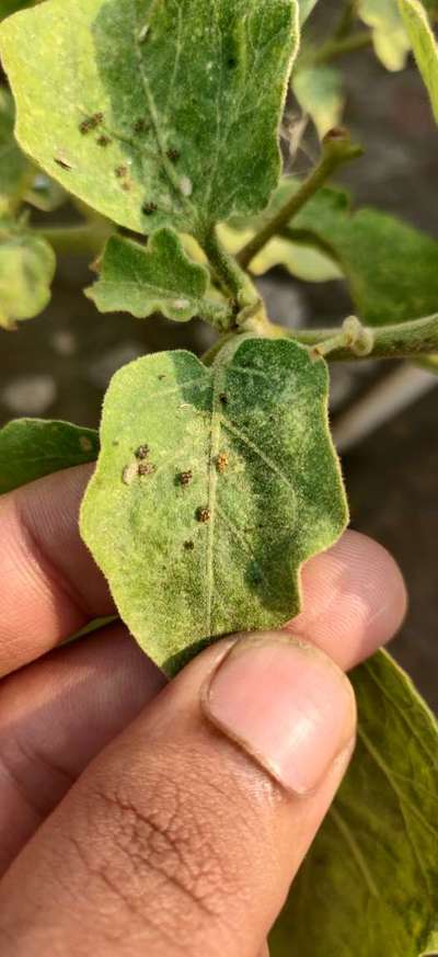 Eggplant Lace Bug - Brinjal