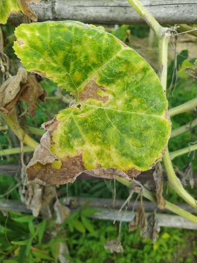 Potassium Deficiency - Cucumber