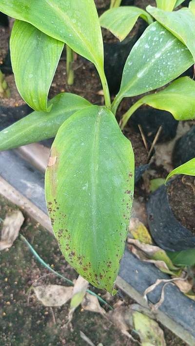 Black Leaf Spot of Banana - Banana