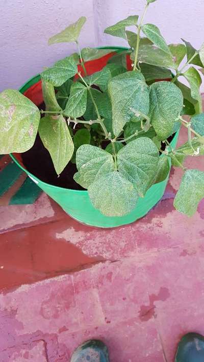 Spider Mites - Bean