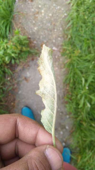 Spider Mites - Apple