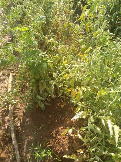 Fusarium Wilt - Tomato