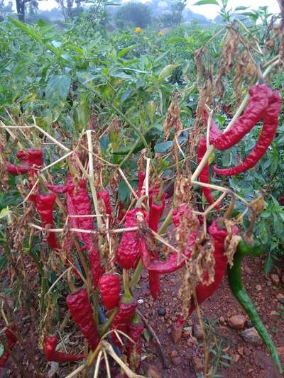 ಮೆಣಸಿನ ಚೊಯೆನೊಫೋರಾ ಅಂಗಮಾರಿ - ದಪ್ಪ ಮೆಣಸಿನಕಾಯಿ & ಮೆಣಸಿನಕಾಯಿ