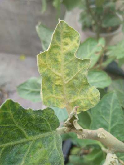 Spider Mites - Brinjal