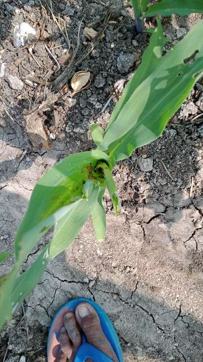 Fall Armyworm - Sorghum