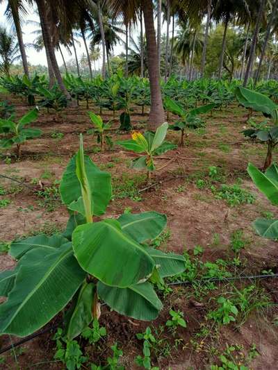 ಕ್ಯಾಲ್ಸಿಯಂ ಕೊರತೆ - ಬಾಳೆಹಣ್ಣು