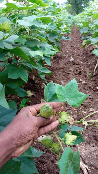 Anthracnose of Cotton - Cotton