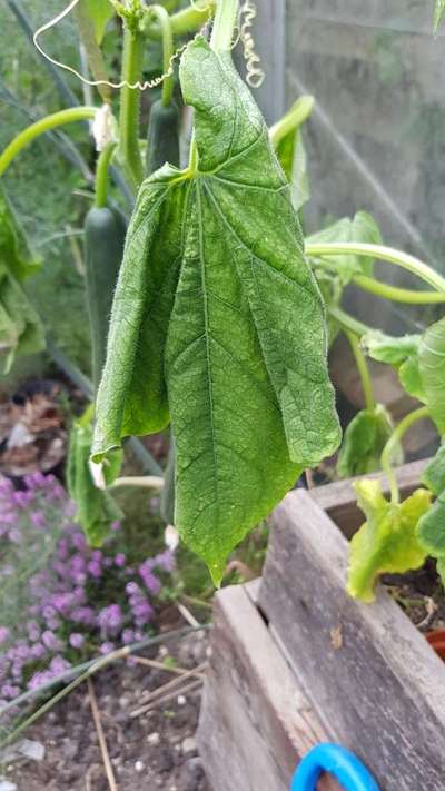 Spider Mites - Cucumber