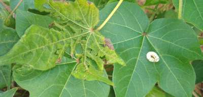 Tobacco Caterpillar - Cotton