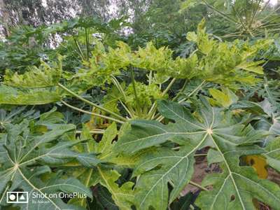 Aphids - Papaya