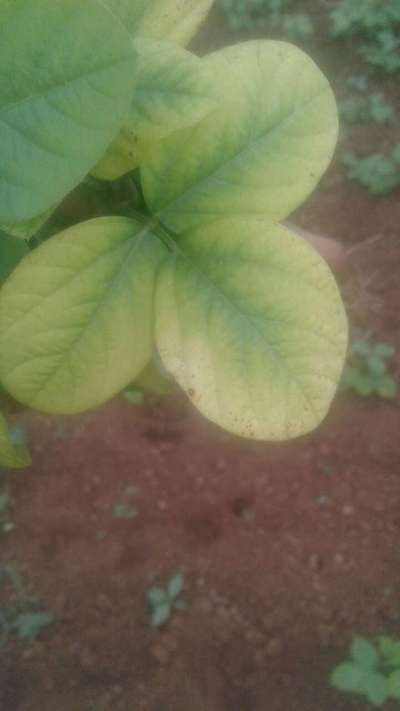 Iron Deficiency - Soybean