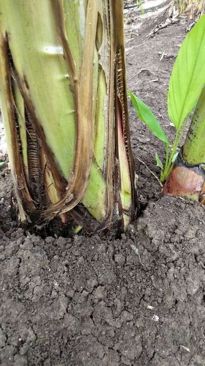 Bacterial Soft Rot of Banana - Banana