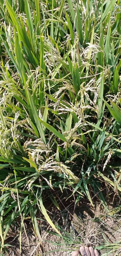 Asiatic Rice Borer - Rice