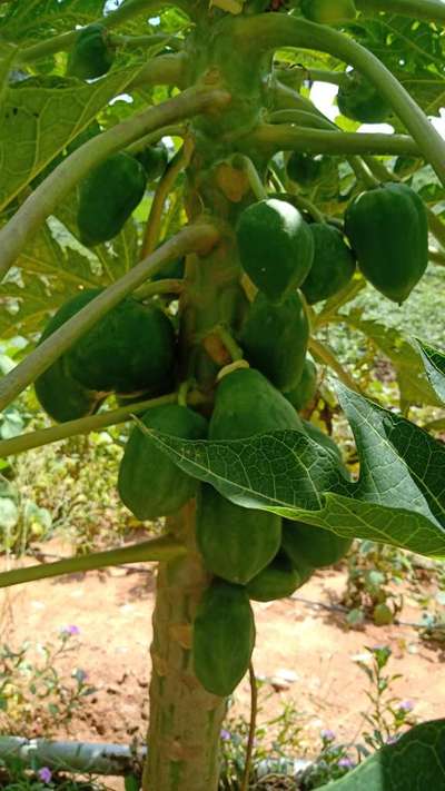 ಬೋರಾನ್ ಕೊರತೆ - ಪಪ್ಪಾಯಿ