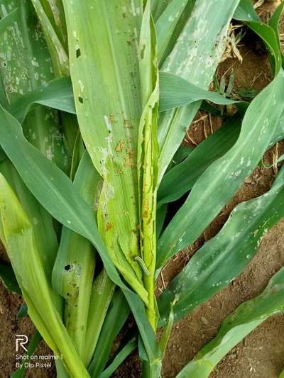 Thrips - Maize