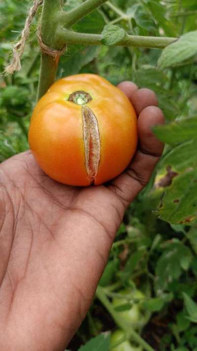 Growth Cracks in Tomato - Tomato