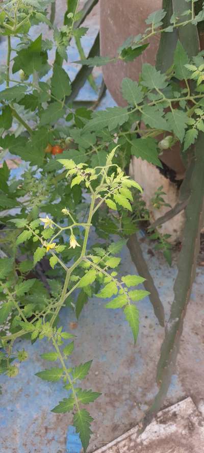 Sulfur Deficiency - Tomato