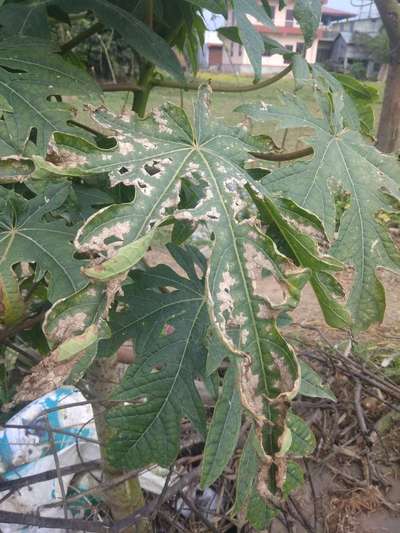 Potassium Deficiency - Papaya
