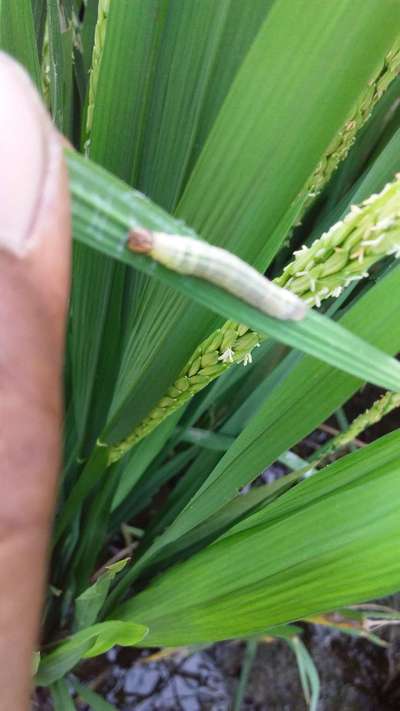 ರೈಸ್ ಸ್ಕಿಪ್ಪರ್ - ಭತ್ತ