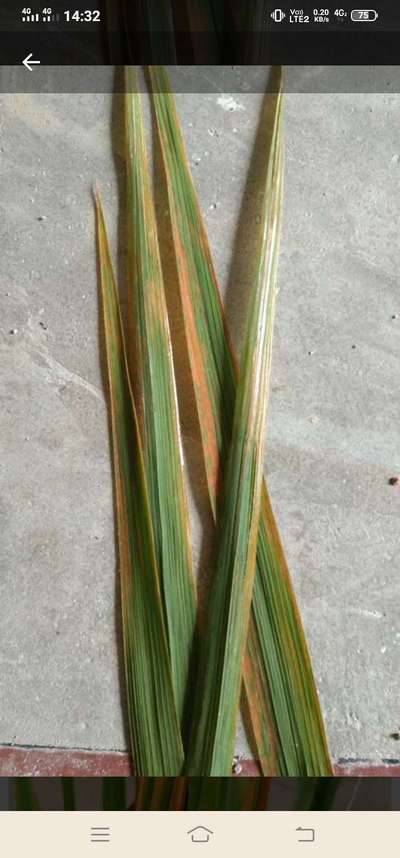 Potassium Deficiency - Rice